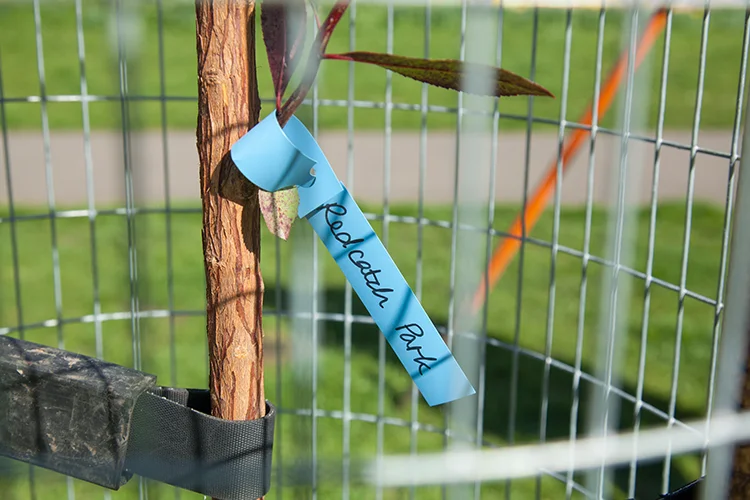 Close-up of fencing around newly planted tree in park.